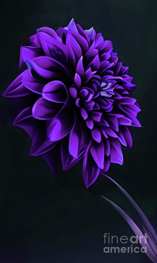 Purple Dahlia Digital Art by Chris Bee