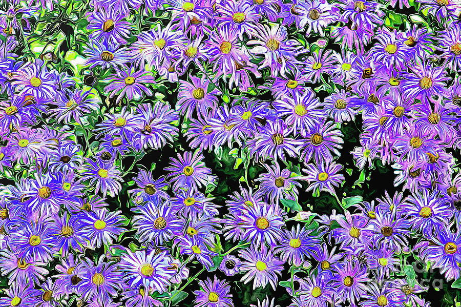 Purple Daisies in Summer Light Photograph by Sea Change Vibes
