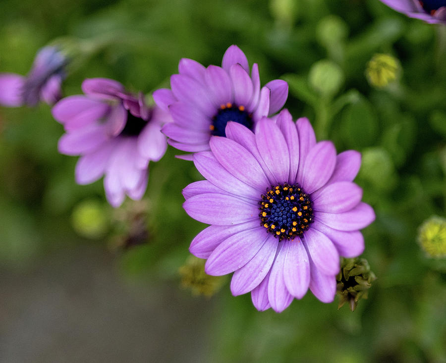 Purple Daisies Photograph by J Scott Fulton | Fine Art America