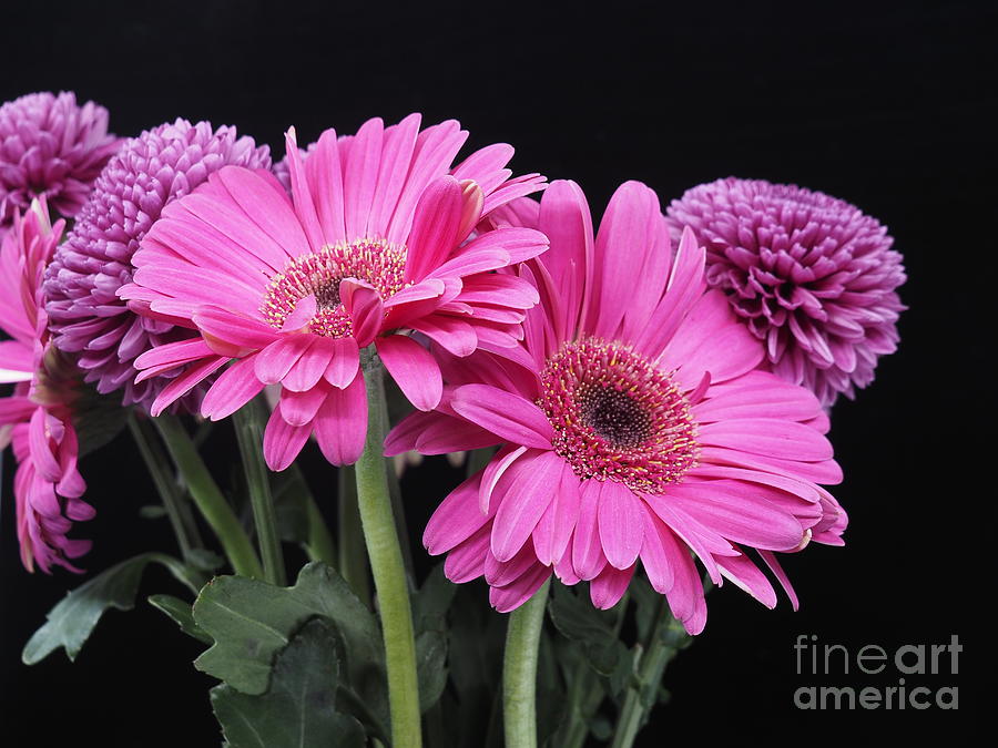 Purple Daisies on a Black Background Photograph by L Bosco