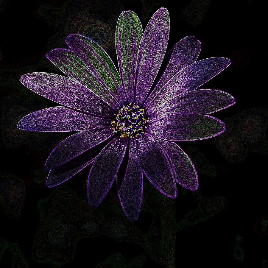 Purple daisy #2 Photograph by Al Fio Bonina
