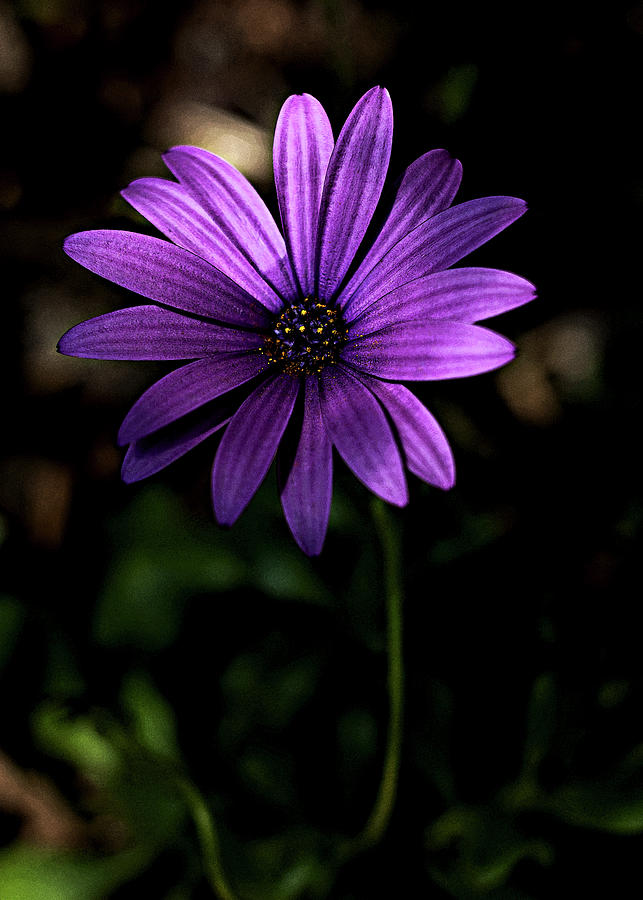 Purple daisy #3 Photograph by Al Fio Bonina