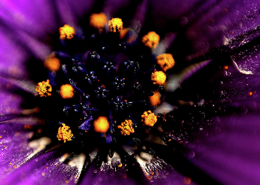 Purple daisy #4 Photograph by Al Fio Bonina