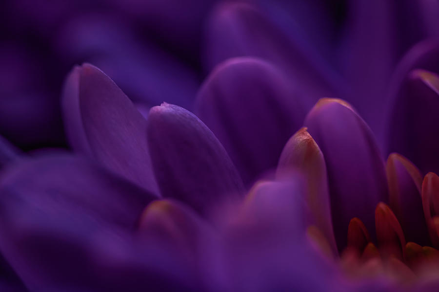 Purple Daisy by Anne Leven Purple Daisy by Anne Leven