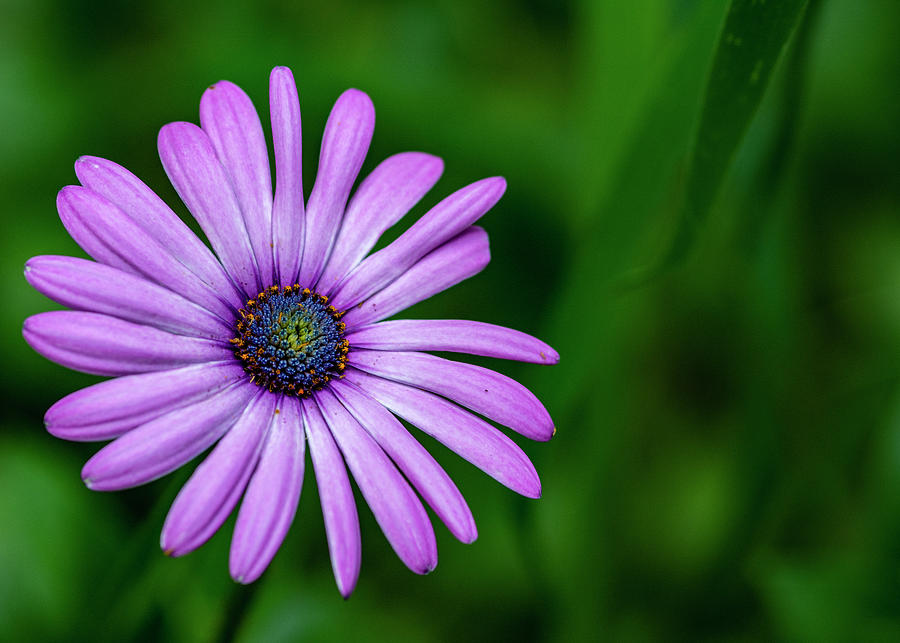 Purple Daisy Photograph by Cathy Kovarik