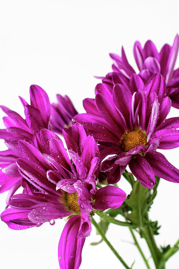 Purple Daisy Flower Photo Art Photograph by Gwen Gibson