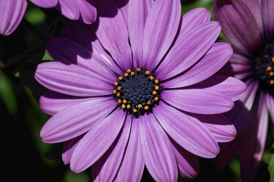 Purple Daisy Photograph by Heidi Jenkins - Fine Art America