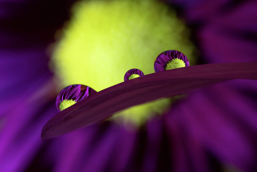 Purple Daisy in Water Droplets Photograph by Kevin Schwalbe