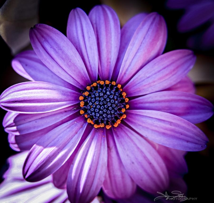Purple Daisy Photograph by Johanne Strong - Fine Art America