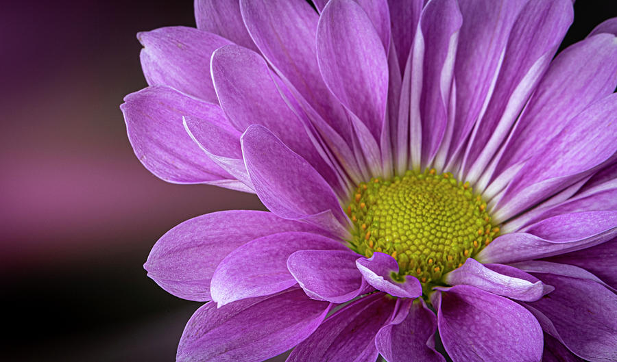 Purple Daisy Photograph by Paul Bartell