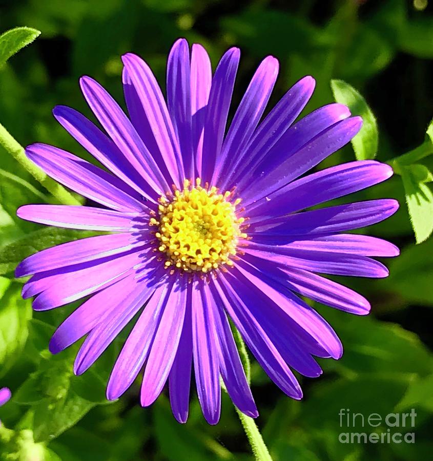 Purple Daisy Photograph by Suzanne Lorenz