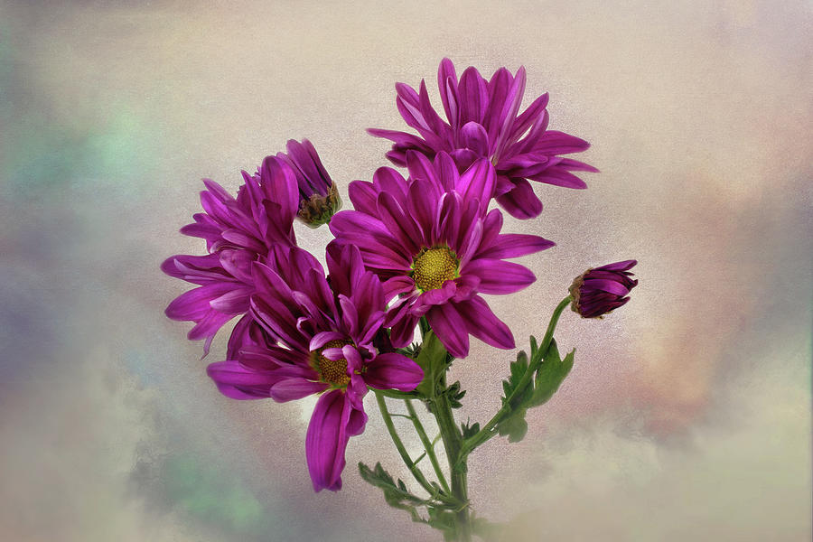 Purple Daisy Wall Art Print Photograph by Gwen Gibson