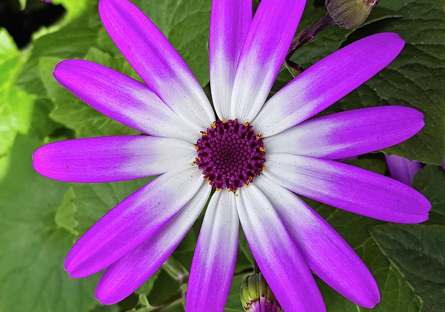 Purple Daisy With White Center Photograph