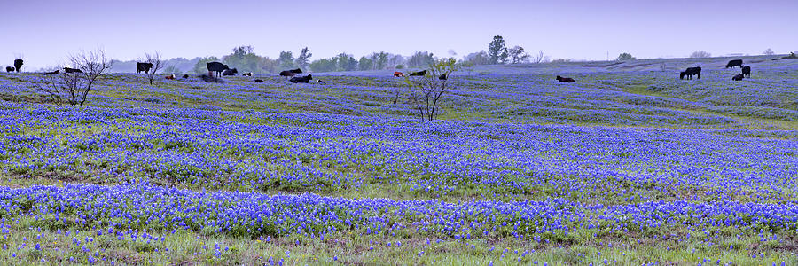 Purple Dawn Over Field Of Texas Bluebonnets Panorama Photograph by Gregory Ballos