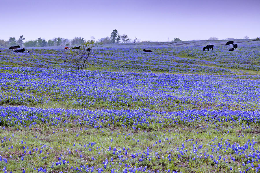 Purple Dawn Over Texas Bluebonnets Photograph by Gregory Ballos