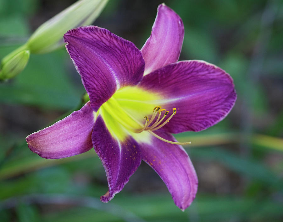Purple Day Lily Delight Photograph by Kathy Clark