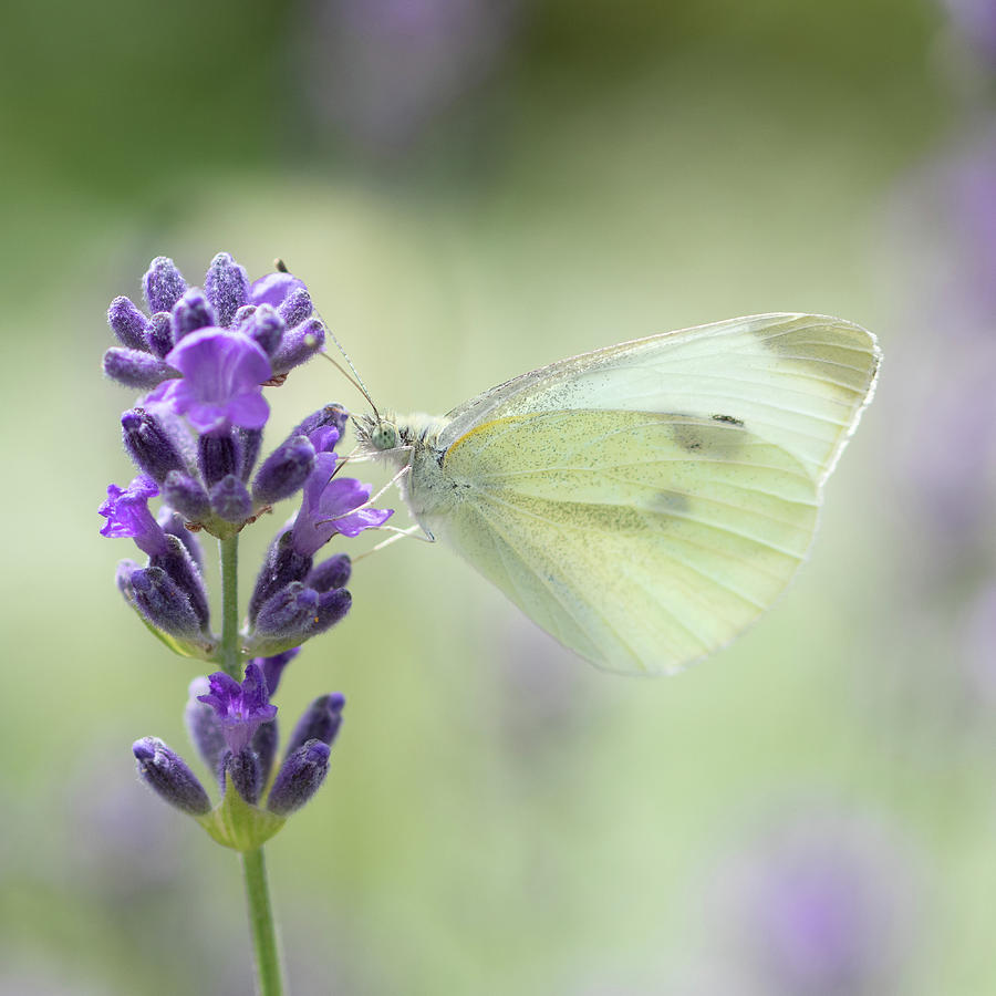 Purple Delight Photograph by Matthew Pecorella - Fine Art America