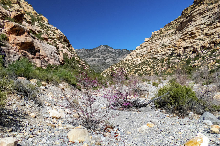 Purple Desert Flowers Photograph by Cheryl Del Toro