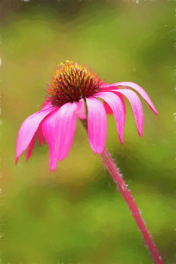 Purple Echinacea Photograph by Tanya C Smith