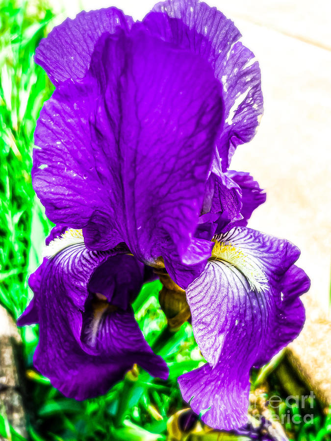 Purple Elegance Photograph by Bryan Smedley