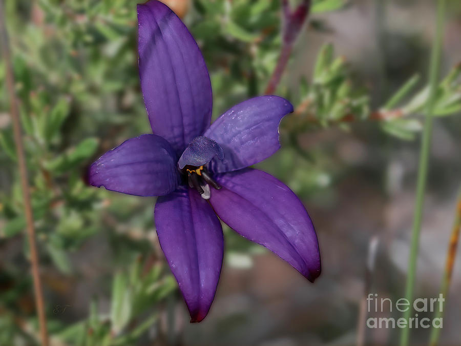 Purple Enamal Orchid - Caladenia brunonis  Photograph by Elaine Teague