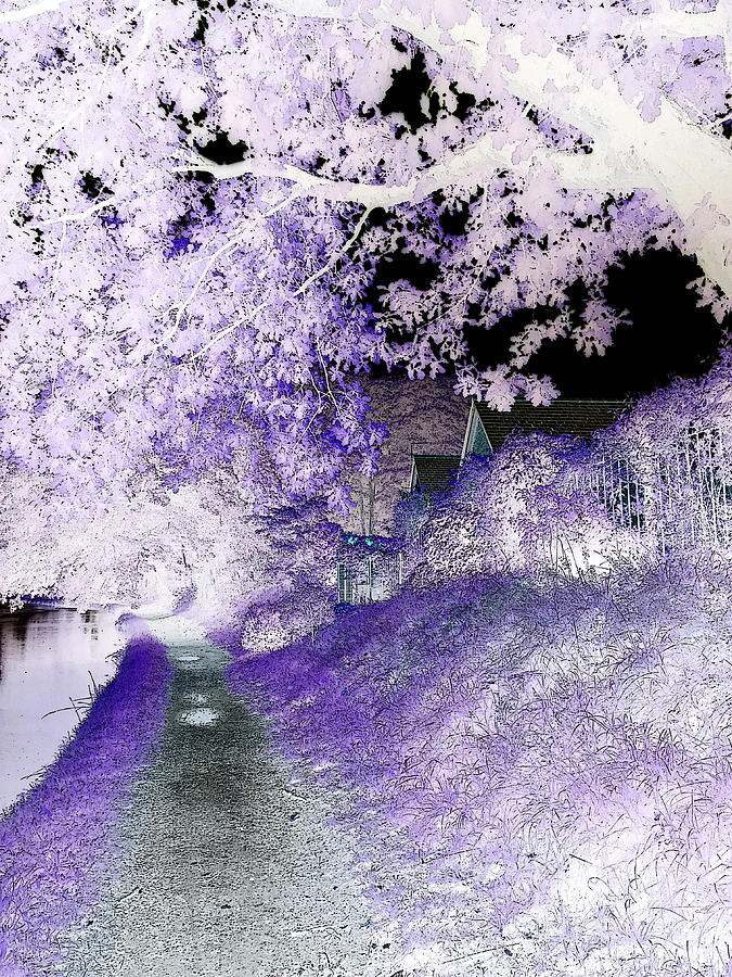 Purple Evening Walk Digital Art