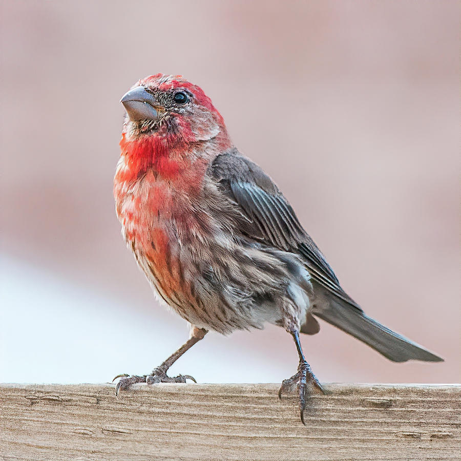Purple Finch Photograph by Andrew Wilson