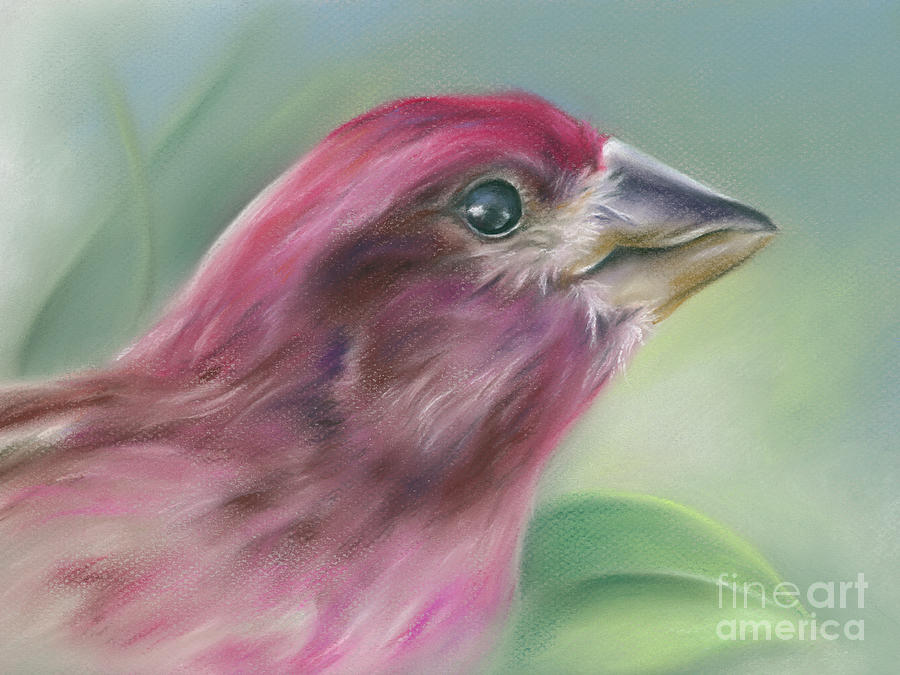 Finch Painting - Purple Finch in Profile with Green Leaf by MM Anderson
