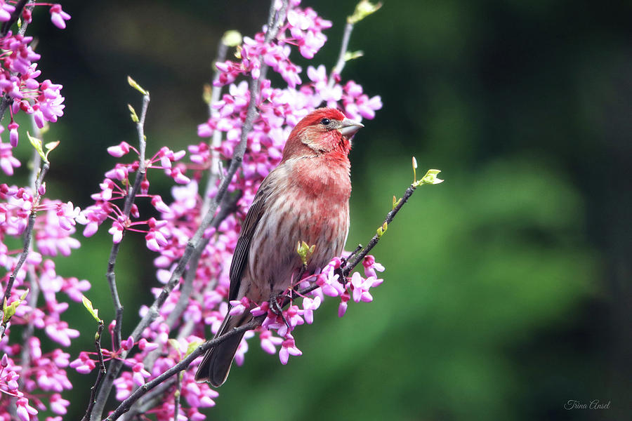Purple Finch in the Redbud Tree Photograph by Trina Ansel