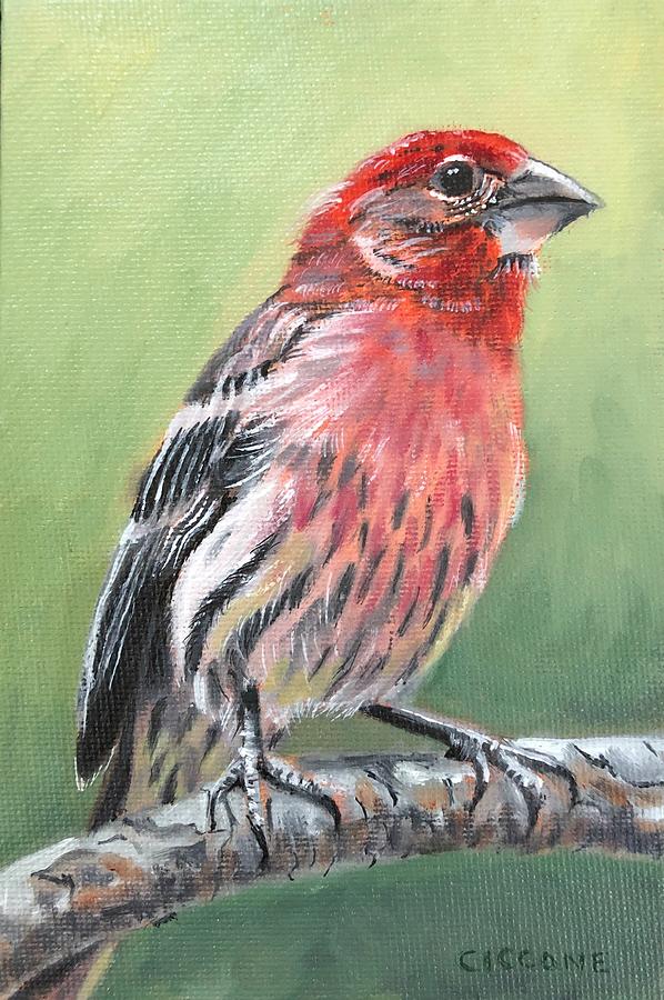 Purple Finch Painting by Jill Ciccone Pike