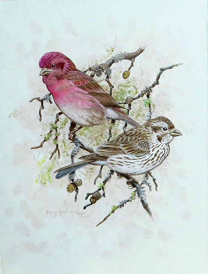 Purple Finches Painting by Barry Kent MacKay