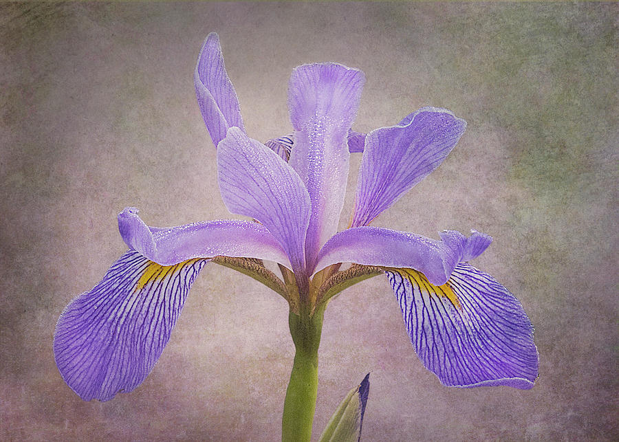 Iris Photograph - Purple Flag Iris by Patti Deters