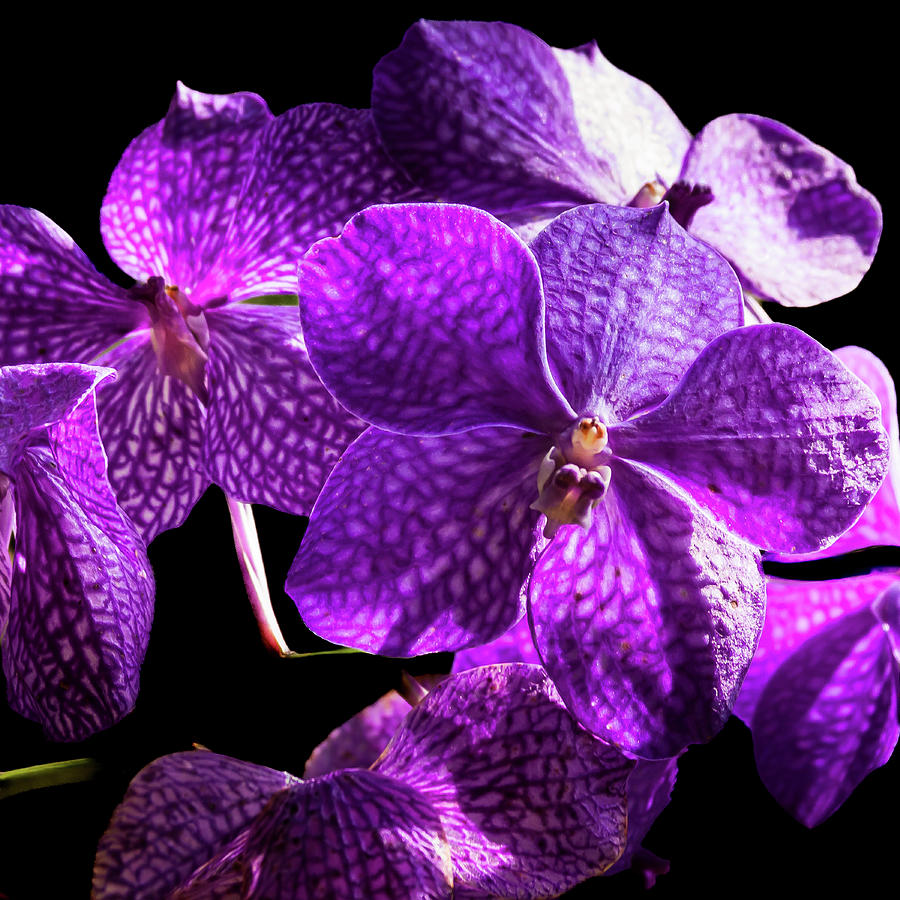 Purple Floral Photograph by David Patterson