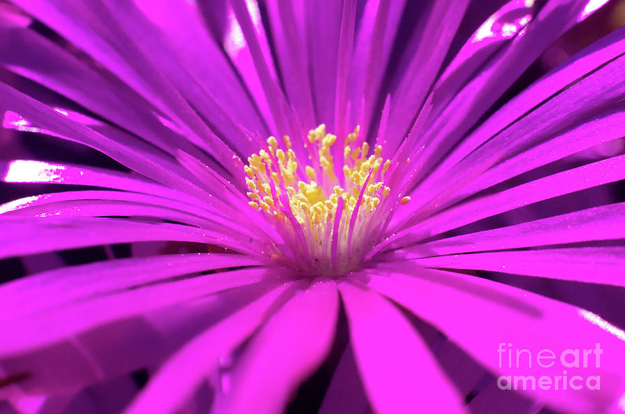 Purple Flower Photograph - Purple Flower 5.0071 by Stephen Parker
