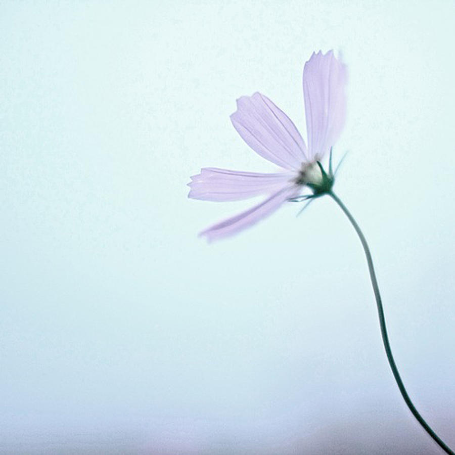 Purple flower  Photograph by Abu19m