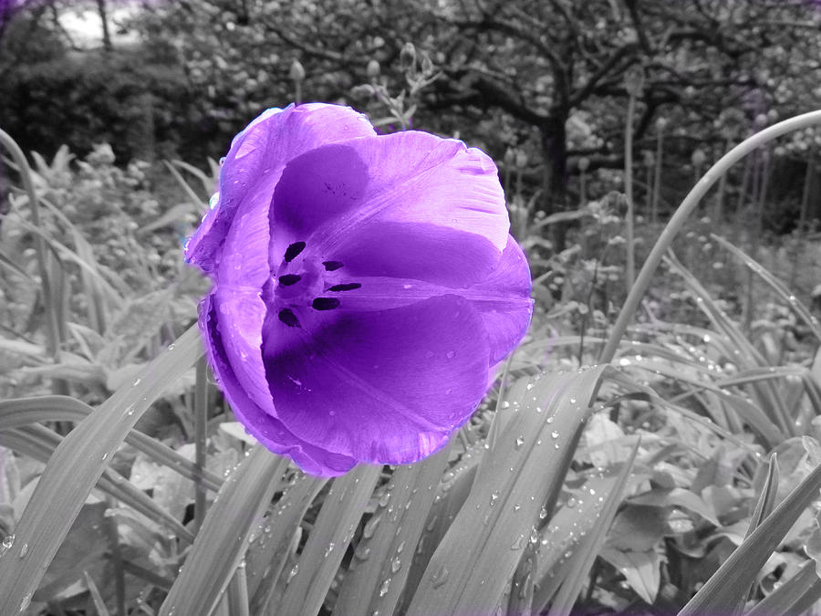 Purple Flower Photograph - Purple flower Art  by Nature Art