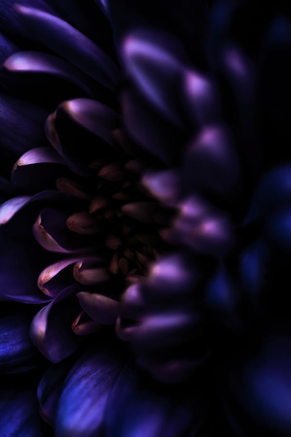 Purple Flower Beauty by Anne Leven Purple Flower Beauty by Anne Leven