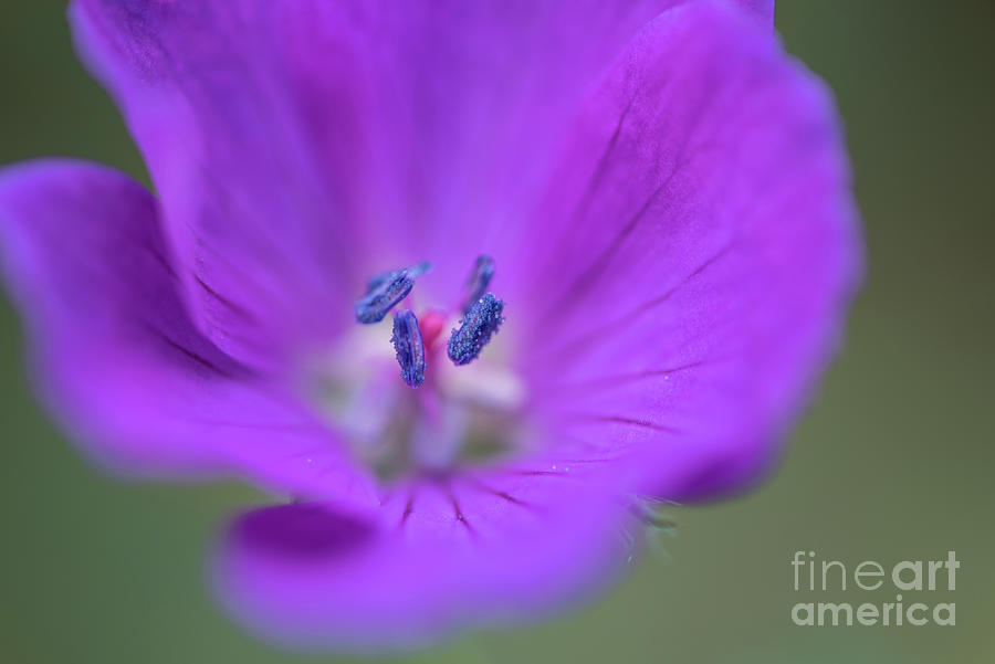 Nature Photograph - Purple Flower Blue Pollen by Nancy Gleason