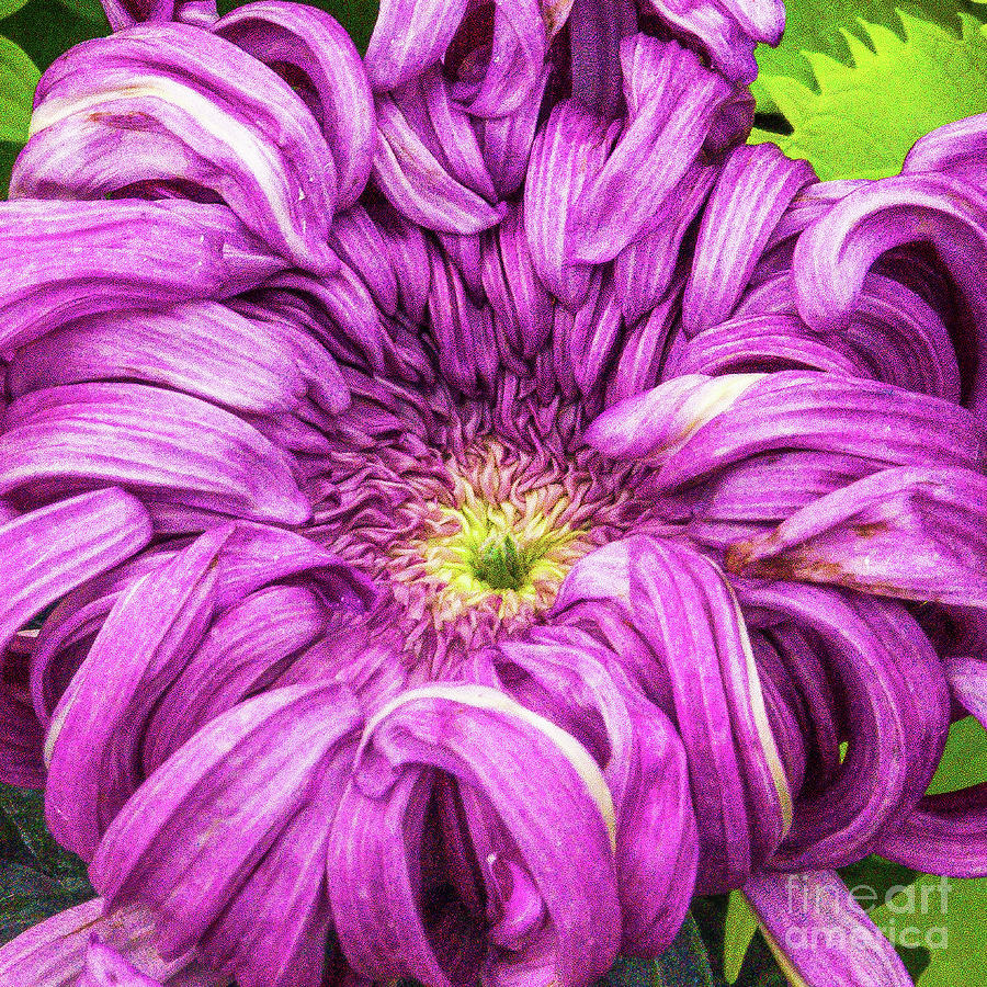 Purple Flower Closeup Photograph