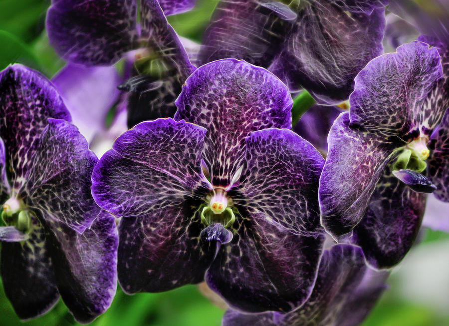 Purple Flower Photograph - Purple flower by Cordia Murphy