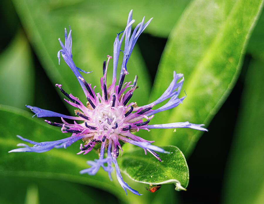 Purple Flower - Ecology Photograph by Robert Niemeier Purple Flower - Ecology Photograph by Robert Niemeier
