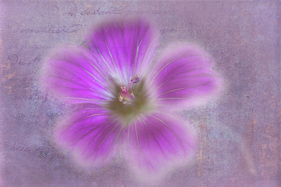 Softly Purple Photograph by Elaine Teague