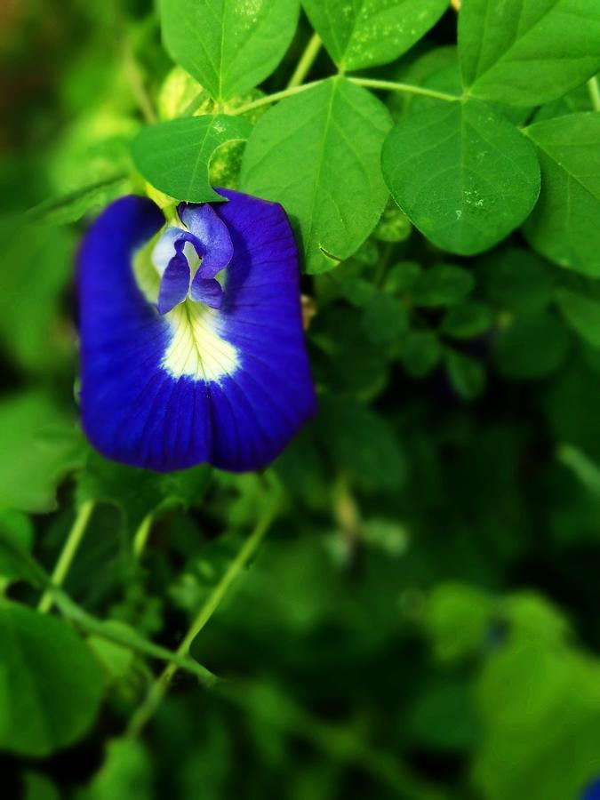 Clitoria ternatea flower Photograph by Fapu Amalia - Fine Art America