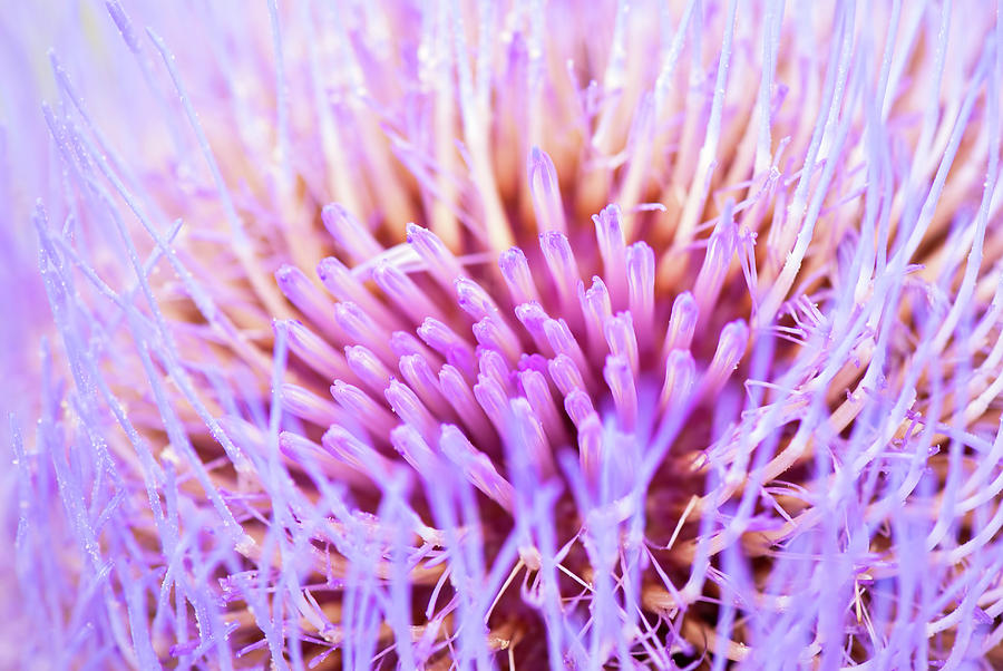 Purple Flower - Floral Art - Alien Looking Photograph by Ashira Vision ...