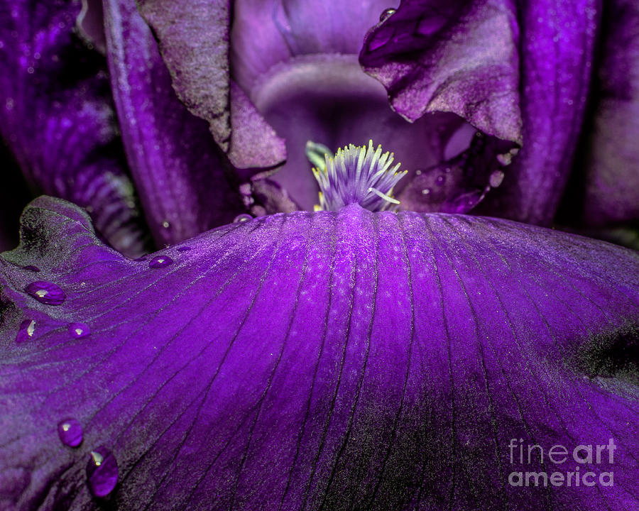 Purple Flower Photograph by Gemma Mae Flores Sellers