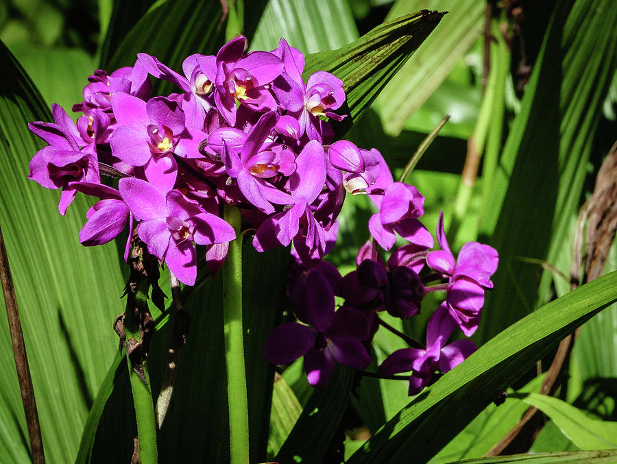 Purple flower Photograph by Jane Luxton