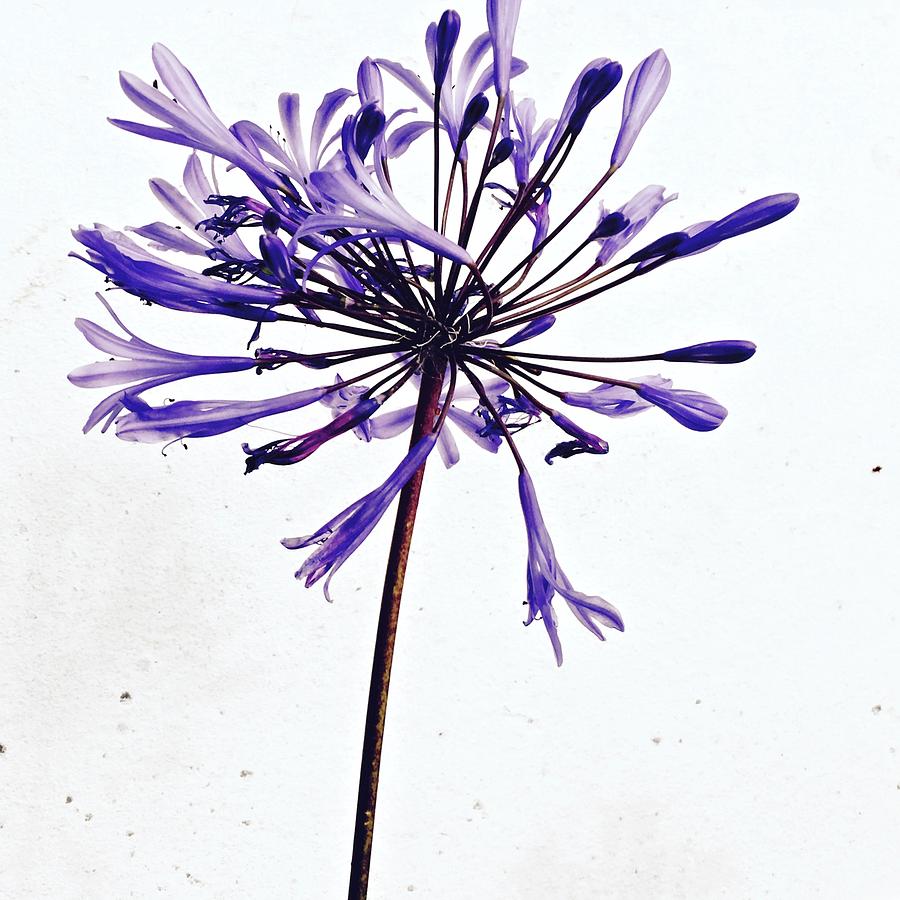 Purple Flower Photograph by Julie Gebhardt