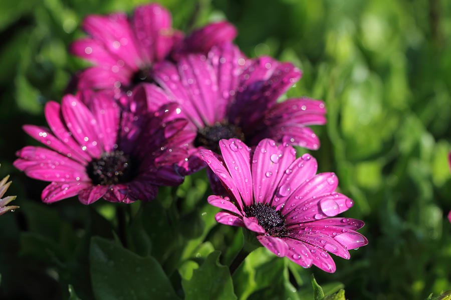 Purple Flower Photograph by Kongdigital