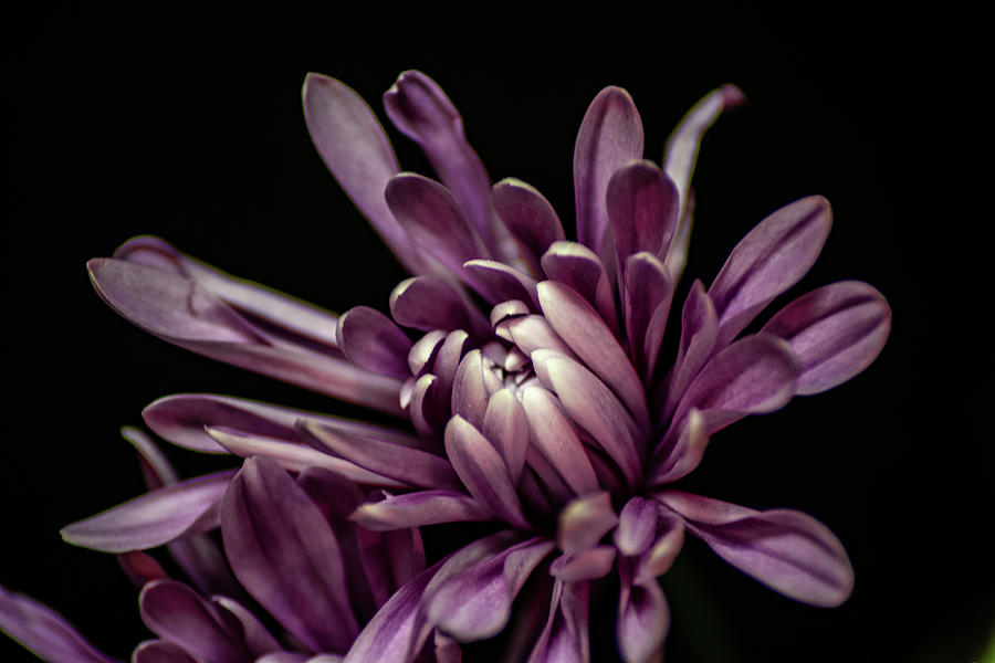 Purple Flower Photograph by Michael Hills