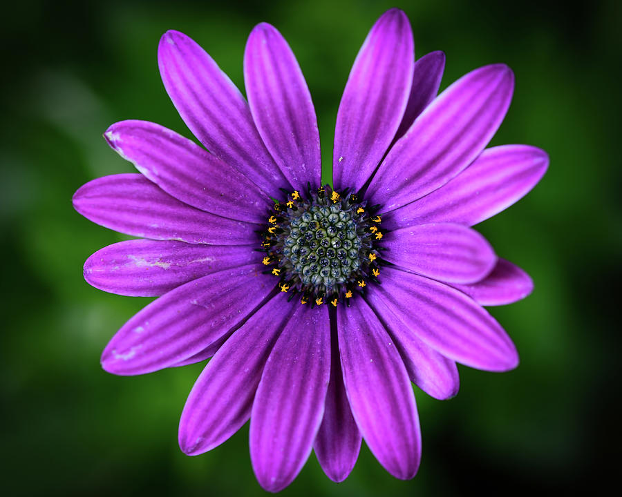 Purple Flower  Photograph by Michelle Wittensoldner